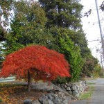 oct29_walk4